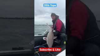 35lb Tope #inflatableboatfishing #shark