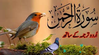 SURAH RAHMAN TARJUMA K SATH | BY QARI Al SHAIKH MUHAMMAD | QURAN TILAWAT  BEAUTIFUL VOICE | EP 029