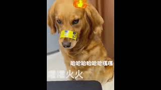 Funny Animals 2024 😂 - Funniest Cats and Dogs video 🐱 🐶 #shorts