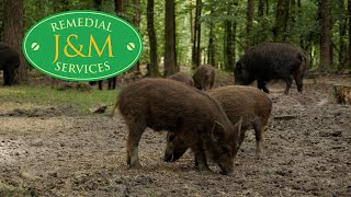 Forest of Dean wild boar property damage