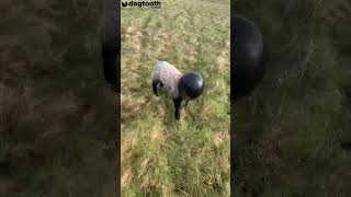 Lamb Found Wandering Around Wearing Motorbike Helmet || Dogtooth Media