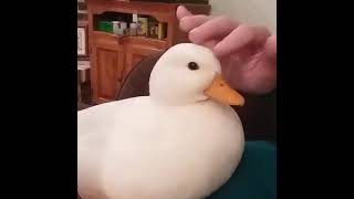 The Most Adorable Duck You Have Ever Seen