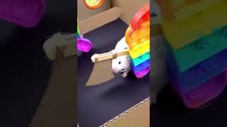 Pop it rainbow 🌈 maze    #hamster #hamsterlife