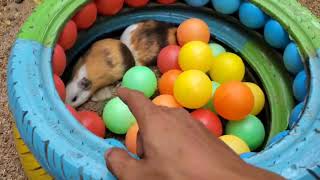 Tangkap Ayam Lucu, Ayam Warna Warni, Ayam pelangi, Ayam Rainbow, Bebek,Kucing,Kelinci,Hewan lucu#10