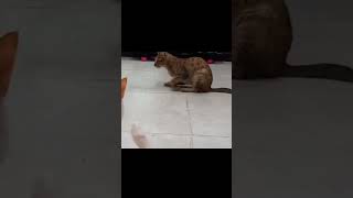 Happy moments with funny catscat #furry #catvideos #catbehavior #catlover #cute #cute_cats #kitten#C