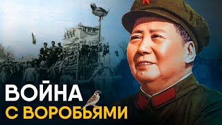 Китай против воробьев - самый страшный голод XX века.