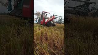 COMBINE HARVEST MACHINE(3)