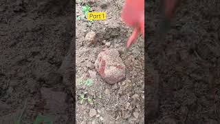 Sowing some carrot seeds in my garden (part 1) | வாங்க தோட்டத்தில் கீரை விதைப்போம் (பகுதி 1)