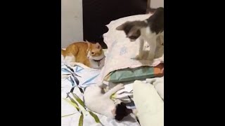 Living with Indoor Cats | Play-fight games in kittens