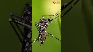 explanation about dengue fever #ShifaHospitals #Tirunelveli #BestHospitals #dengue