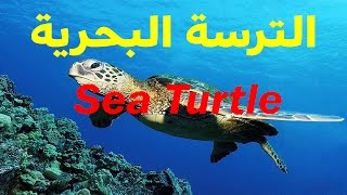 الترسة البحرية _ Sea Turtle