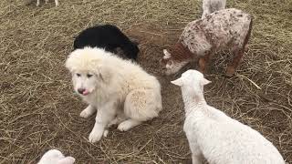 KRC Farm Tour - Prairie Turnip Farm