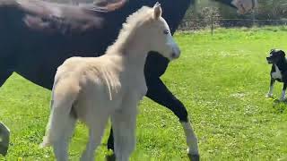 newborn horse baby | one week old horse baby |