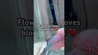 Flowhorn cichlid eating bloodworms #aquarium #fish #fishtank #feedingfrenzy #fishfood