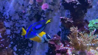 Palette surgeonfish - Regal blue tang - Paracanthurus hepatus