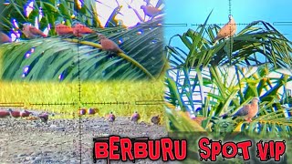 BERBURU DERKUKU/TEKUKUR DAN PUTERGENI DI SPOT BARU SHOOT BERTURUT-TURUT ‼️