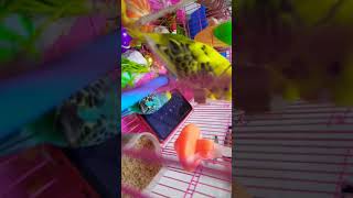 Budgie watching in mobile videos - love birds watching videos  #shorts  #ytshorts #viralvideos