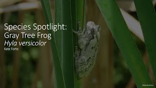 Species Spotlight: Gray Tree Frog