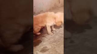 Golden Retriever puppy #showquality #viral