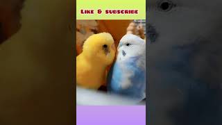 Cute 🥰 budgies love ! #birds #viral #parakeet #parrot #shorts