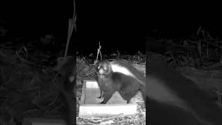 One disappointed skunk 😹😭 Where is the food? #backyard #trailcamera #habitat #skunks #wildlife #cat