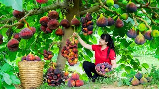 How to Harvest Roxburgh Fig, goes To Market Sell - Harvesting and Cooking |Tieu Vy Daily Life