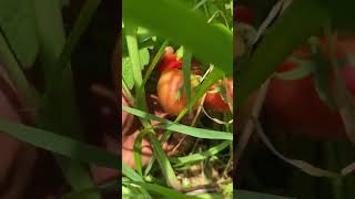 Tomato Time #organicfarming #nature #organicfarmingmethods #garden #veggietales #shorts