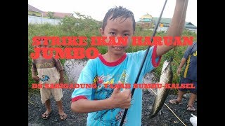 MANCING IKAN PAPUYU STRIKE IKAN HARUAN JUMBO - DS SARIGADUNG TANAH BUMBU-KALSEL