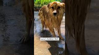 Cute Lucy demands outdoor bath#Dog#shorts#viral