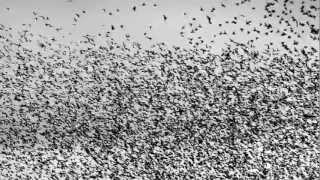 Bell X1 - Starlings Over Brighton Pier