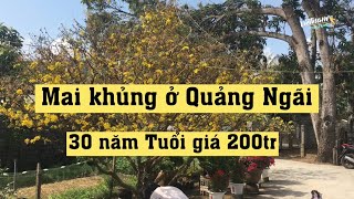 Mai khủng 30 năm tuổi Giá 200tr | Mai dù  tán rộng 4m | Mai dù , Mai xuân hiếm