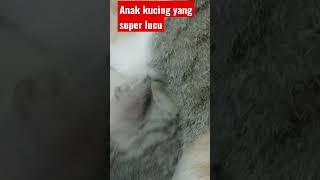 Gangguin Anak kucing party #kucinglovers #cat #animals