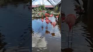 Flamingo #flamengo #birds #birdsounds #zoo #shorts #short