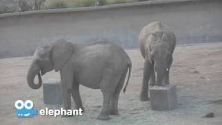 Zoo Cam - Elephant Cam at the San Diego Zoo Safari Park