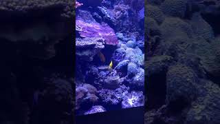 Yellow and Purple Fish