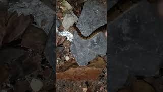 indian snake #nonvenomous #snake #shorts #ytshorts #bokaro #short #shortvideo #ytshort #yt #phusro