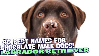 40 Best Names for Chocolate Male Labradors! 🐶💙