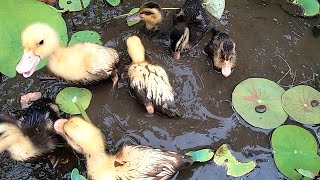 Baby Ducks Having a Bathe in The Pot of Lotus - Ducklings Cute baby animals Videos