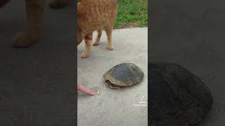 Hi.... Hello 👋🤗 #cat #turtle