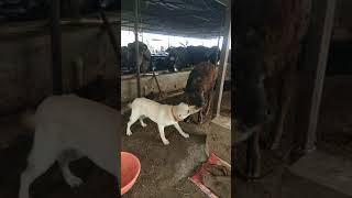 labrador playing with calf || baby buffalo || pathanu the labrador