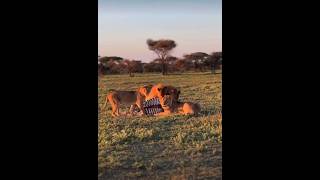 lion eating zebra🔥😳#wildlife #wildanimals #animals #shorts