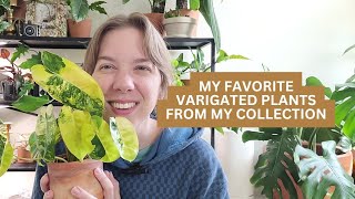 My favorite varigated plants from my collection! Spoiler, doesn't include PPP or White Knight.