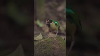 Elegant Pitta , Lombok Indonesia