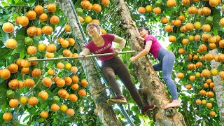 Harvest Sour Fruit ( SÔNG CHUA FRUIT ) On Tall Tree goes To the market sell - Preserve Sour Fruit