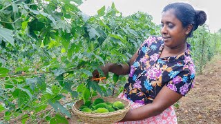 Spiny gourd is a good food that cures stomach ailments.With a delicious lunch village kitchen recipe