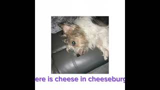 Der iz cheez in cheezboirgir