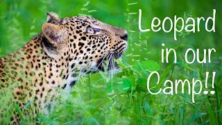 There was a Leopard in our Campsite in Nepal!