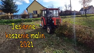 Jesienne koszenie malin. Ursus c-330M [FULL HD]