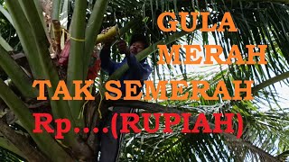 MANIS GULA MERAH TAK SEMANIS RUPIAH ❓❓❓#gulamerah #muncar #jelajah