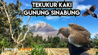 TEKUKUR KAKI GUNUNG SINABUNG